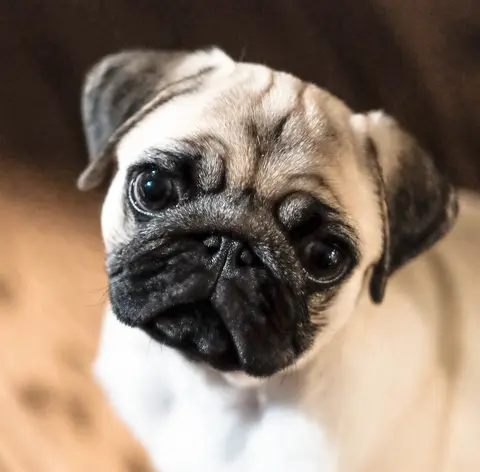 Buddy — 03