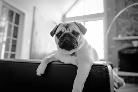 Buddy — 04